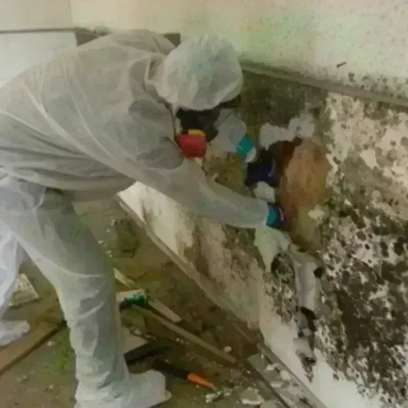 Mold Remediation and Removal in Belle Meade, TN